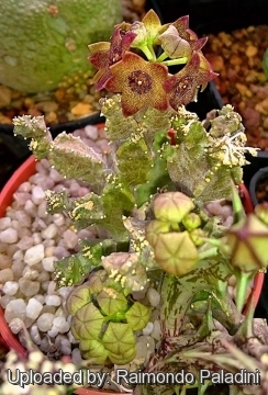 Caralluma hexagona