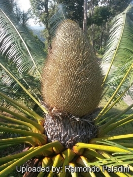 Cycas siamensis