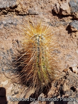 Echinocereus engelmannii