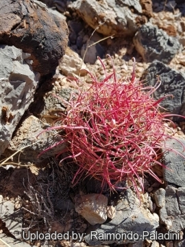 Ferocactus cylindraceus subs. lecontei