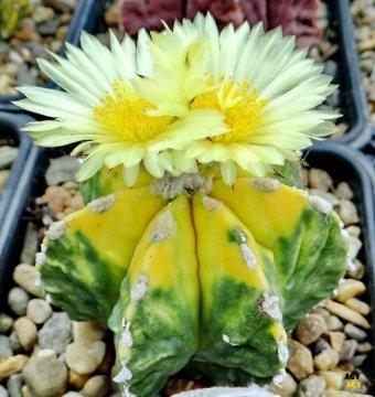 Astrophytum myriostigma var. nudum f. variegatum