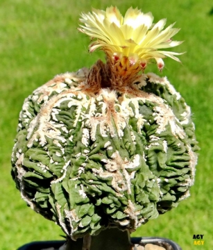 Astrophytum myriostigma cv. Fire Works