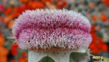 Echinocereus rigidissimus f. cristata