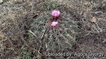 Ferocactus macrodiscus