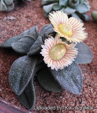 Aloinopsis rubrolineata