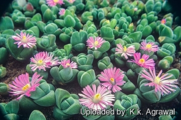 Gibbaeum dispar