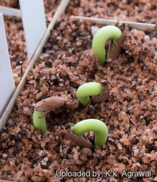 Adenium arabicum