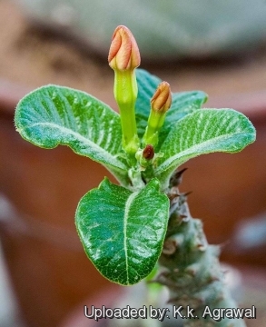 Pachypodium baronii subs. windsorii