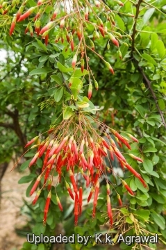 Fouquieria macdougalii