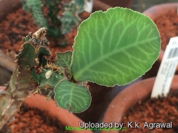 Euphorbia magnifica