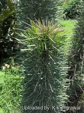 Didierea madagascariensis