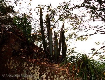 Pilosocereus juaruensis