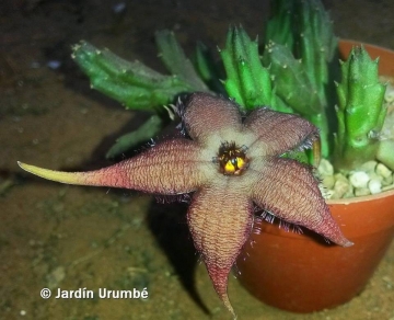 Stapelia schinzii var. angolensis