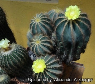 Parodia magnifica