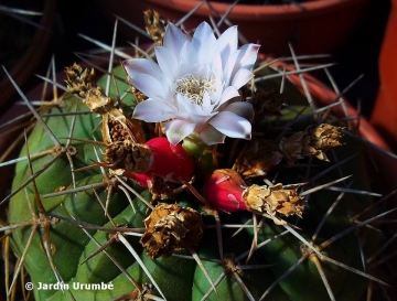 Gymnocalycium eurypleurum