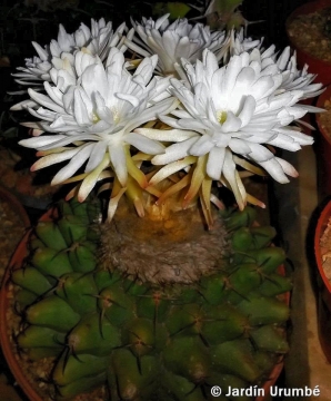 Discocactus mamillosus