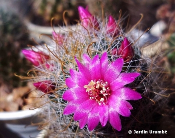 Mammillaria zeilmanniana