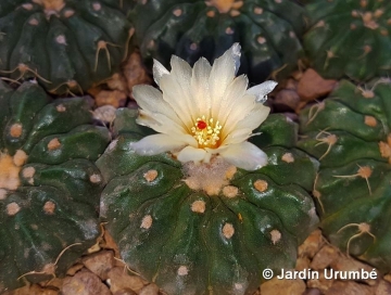 Parodia turbinata subs. calvescens