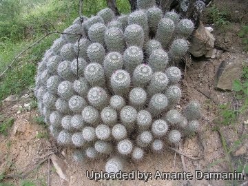 Mammillaria geminispina