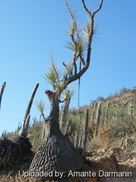 Beaucarnea gracilis