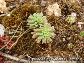 Sedum rubens