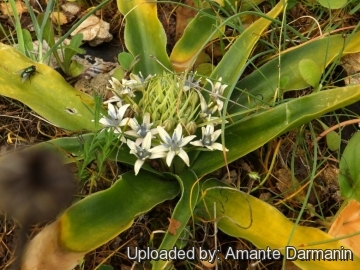 Scilla sicula