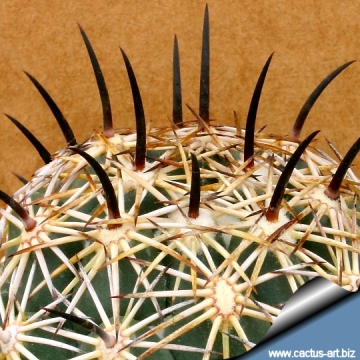 Coryphantha cornifera