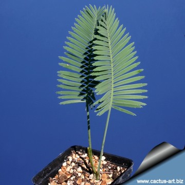 Dioon edule