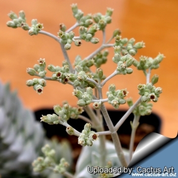 Crassula cornuta