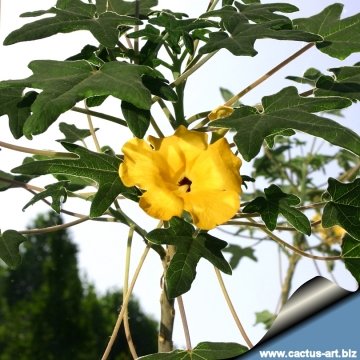 Uncarina decaryi
