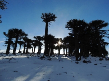 Araucaria araucana