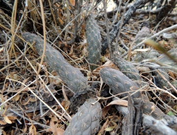 Pterocactus reticulatus