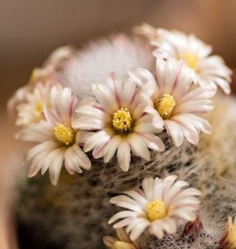 Mammillaria schwarzii