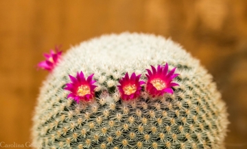 Mammillaria supertexta