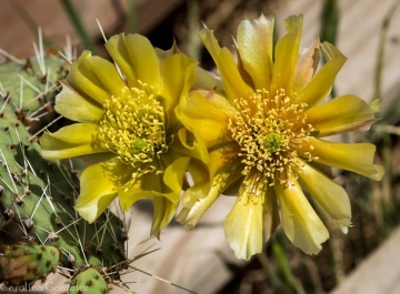 Opuntia aureispina