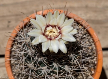 Gymnocalycium mostii subs. valnicekianum