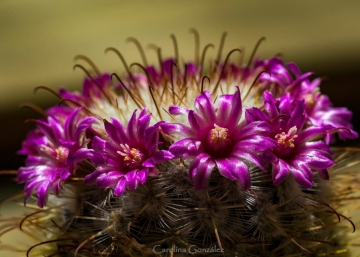 Mammillaria bombycina