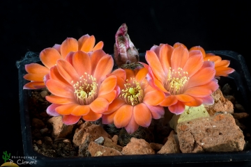 Rebutia pygmaea