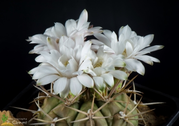 Gymnocalycium eurypleurum