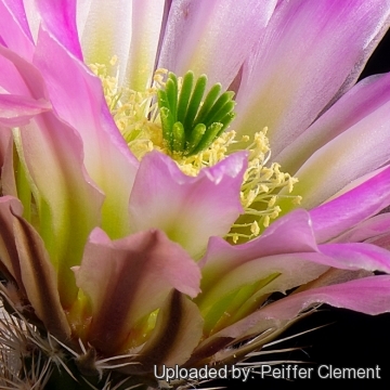 Echinocereus pectinatus