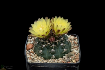 Gymnocalycium andreae