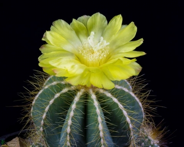 Parodia magnifica