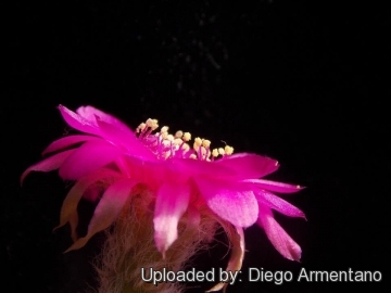 Echinopsis tiegeliana