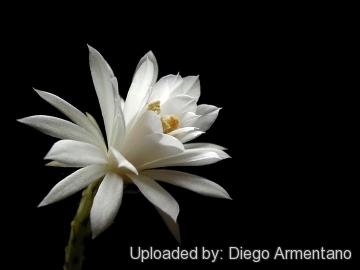 Matucana madisoniorum f. albiflora