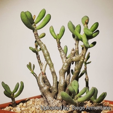 Tylecodon schaeferianus