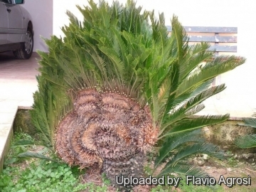 Cycas revoluta f. cristata