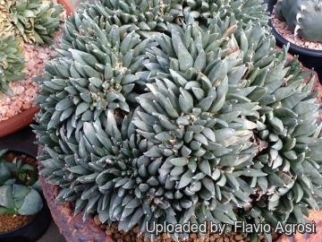 Ariocarpus retusus f. cristata