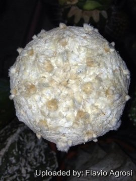 Astrophytum asterias cv. Superkabuto Snow Type