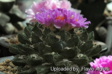 Ariocarpus hybrid scapharostrus x retusus