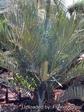 Encephalartos lehmannii